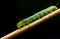 Caterpillar, green worm