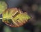Caterpillar of the Grey Dagger Moth Acronicta psi.