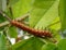 Caterpillar Gulf Fritillary