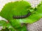 Caterpillar of gulf fritillary on passion fruit leaf with jute background