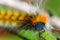 Caterpillar hairy and colourful - Psilogaster loti