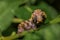 Caterpillar of a Hawk moth