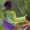 The caterpillar of the hawk moth, pests of the garden, the terror of farmers a