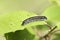 Caterpillar Hawthorn on green leaf