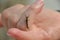 caterpillar on a human finger