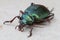 Caterpillar hunter beetle Calosoma sycophanta is a large groun