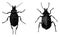 Caterpillar Hunter Beetles, vintage illustration