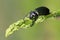 Caterpillar Hunter (Calosoma scrutator)