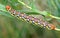 A caterpillar of Hyles euphorbiae spurge hawk-moth