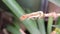 Caterpillar insect garden worm