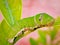 Caterpillar insect larval stage of lime butterfly a lime swallow tail  (Papilio demoleus) macro image stock photo