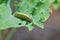 Caterpillar on Kale