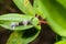 Caterpillar of lappet moth , Lasiocampoidea