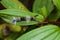 Caterpillar of lappet moth , Lasiocampoidea