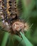 Caterpillar, large, hairy, woolly, chrysalis, drinker, moth, euthrix, patatoria, lasiocampidae, long, larva, big, huge, colorful,