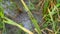 Caterpillar larvae of the cabbage