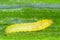 Caterpillar of leek moth or onion leaf miner Acrolepiopsis assectella family Acrolepiidae. It is Invasive species a pest of leek