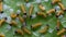 Caterpillar of Leopard lacewing butterfly emerging from eggs and eating their eggs