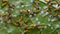 Caterpillar of Leopard lacewing butterfly emerging from eggs and eating their eggs