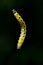 Caterpillar levitate on a dark background