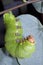 Caterpillar of the luna moth (Actias luna