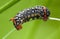 Caterpillar mimicry fake head