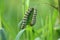 Caterpillar of mullein moth