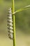 Caterpillar of mullein moth, Cocullia verbasci