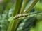 Caterpillar of the mullein moth Cucullia verbasci