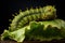 caterpillar munching on a cabbage leaf