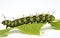 A Caterpillar Munching on a Green Leaf, Covered in Its Body -Generative Ai