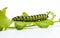 A Caterpillar Munching on a Green Leaf, Its Body Covered -Generative Ai