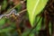 Caterpillar munching on leaves, crawling along branches and twigs