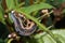 Caterpillar munching on leaves, crawling along branches and twigs