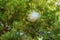 Caterpillar nest in a pine