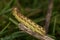 Caterpillar (Noctua pronuba)