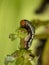 Caterpillar oeating a Common Purslane