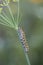 Caterpillar of an Old World swallowtail Papilio machaon on a dill stem