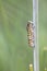 Caterpillar of an Old World swallowtail Papilio machaon on a dill stem