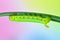 Caterpillar Oleander Hawk-moth und