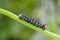 Caterpillar oo Bedstraw Hawk-moth or Galium Sphinx