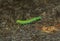 A caterpillar Operophtera Brumata