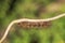 Caterpillar Orange color on a small branch