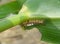 Caterpillar of Orgyia antiqua the rusty tussock moth or vapourer on damaged leaves of maize plants.