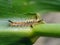 Caterpillar of Orgyia antiqua the rusty tussock moth or vapourer on damaged leaves of maize plants.