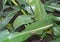 Caterpillar of Orgyia antiqua the rusty tussock moth or vapourer on damaged leaves of maize plants.