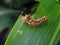 Caterpillar of Orgyia antiqua the rusty tussock moth or vapourer on damaged leaves of maize plants.