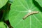 Caterpillar over a leaf Cabbage Caterpillar / Ascia Monuste