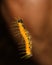 Caterpillar of Painted Jezebel butterfly