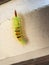 Caterpillar Pale Tussock